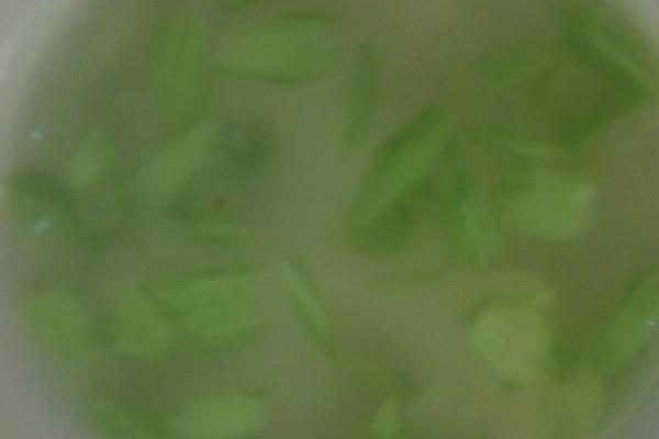 库拉索芦荟种植方法与注意事项 库拉索芦荟的功效