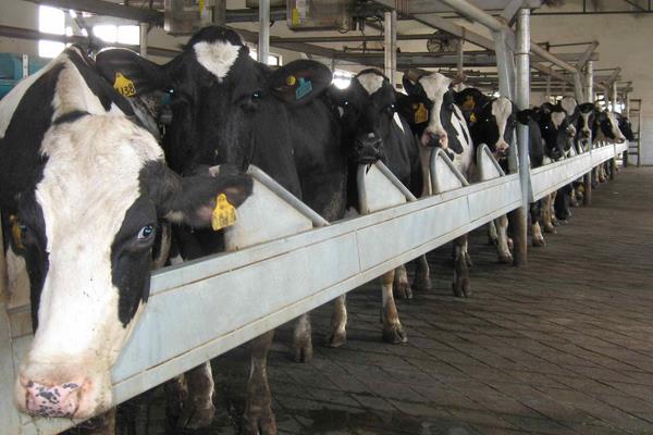 奶牛养殖现状，养殖不够精细，追求产量忽视质量