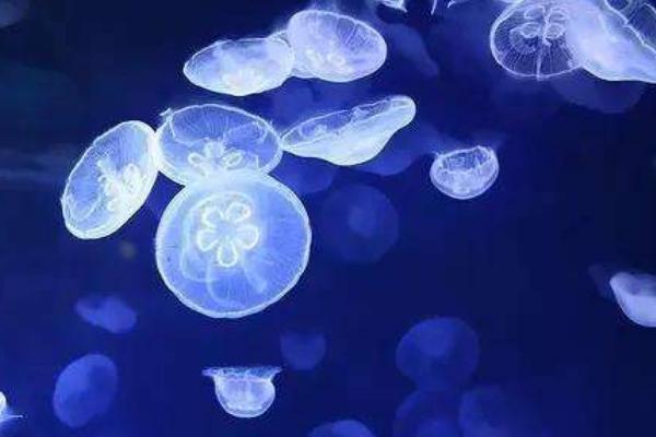 赤月水母怎么养 赤月水母有毒吗 赤月水母特点介绍