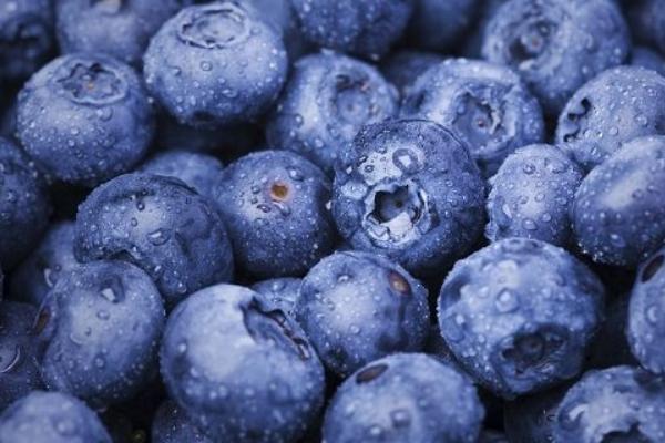 2018种蓝莓赚钱吗？蓝莓种植的利润与投资成本及前景预测