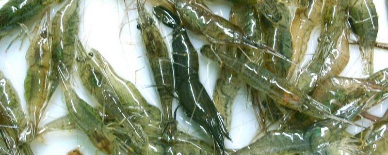 河虾<a href=https://www.dadasou.com/ny/yangzhi/ target=_blank class=infotextkey>养殖</a>的方法，水质是重中之重，适时增氧积极消毒