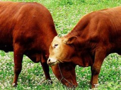 肉牛养殖技术方案