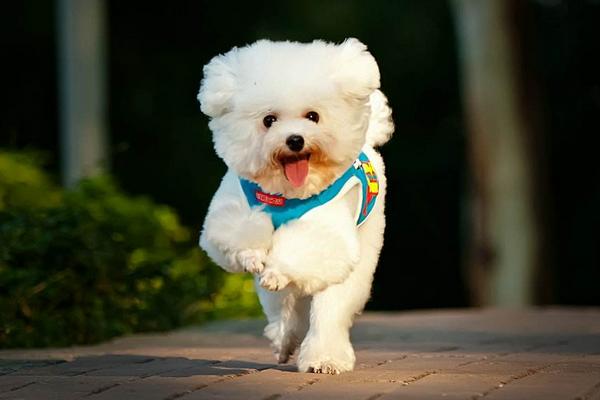 贵宾犬怎么养 贵宾犬好养吗 贵宾犬怎么训练（大小便）