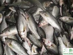 鲈鱼养殖几种常见疾病的防治