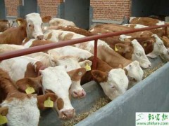 养牛需注意养生保健确保牛体健康