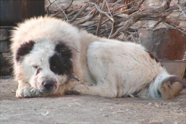 牧羊犬有哪些种类？