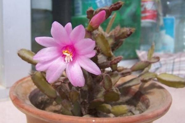 落花之舞图片大全(含开花) 落花之舞特点与简介