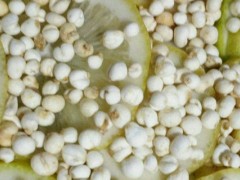 柠檬籽怎么种?选自然熟透的柠檬果实取籽播种