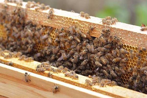 养殖蜜蜂如何培育好蜂王