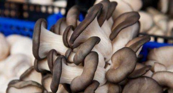 凤尾菇市场价格多少钱一斤 凤尾菇产地在哪里