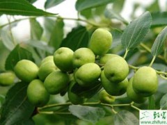 种枣树之冬枣树休眠期的栽植管理