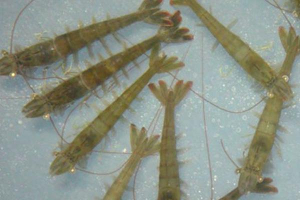 南美白对虾的生长周期