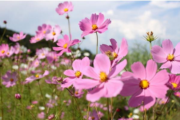 波斯菊图片大全 波斯菊花语及寓意