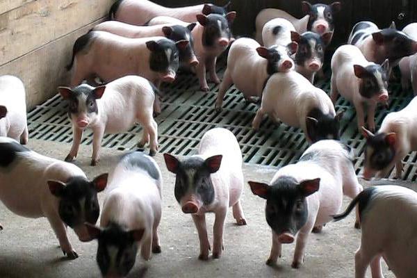 巴马香猪市场价格多少钱一斤 巴马香猪的销路有哪些