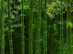 竹子怎么种,竹子种植方法与注意事项