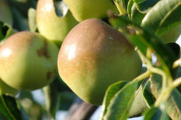 梨枣市场价格多少钱一斤 梨枣和冬枣的区别是什么