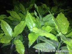 2018种板蓝根赚钱吗?板蓝根种植的利润与投资成本