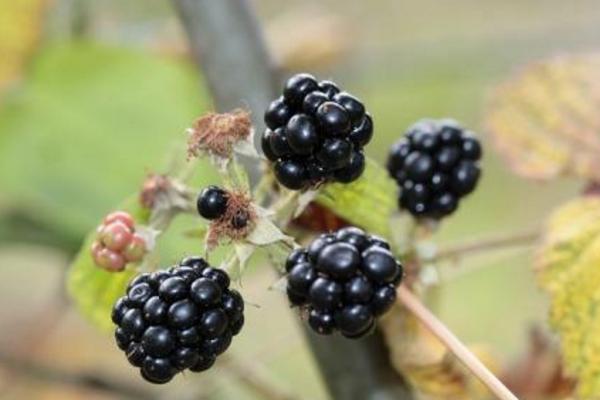黑莓水果市场价格多少钱一斤 黑莓和蓝莓的区别是什么