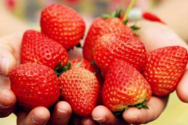 普通草莓、奶油草莓、巧克力草莓的区别