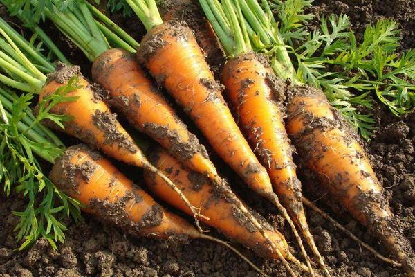 2018种胡萝卜赚钱吗？胡萝卜种植的利润与投资成本及前景预测