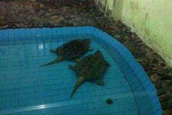 大鳄龟怎么养 大鳄龟可以深水养吗