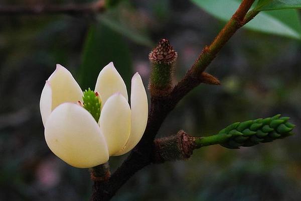 含笑花图片大全 含笑花花语及寓意