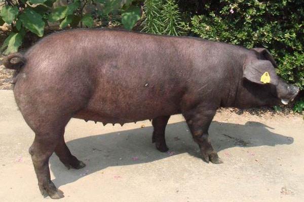 太湖母猪市场价格多少钱一斤 怎样挑选品种好的太湖母猪