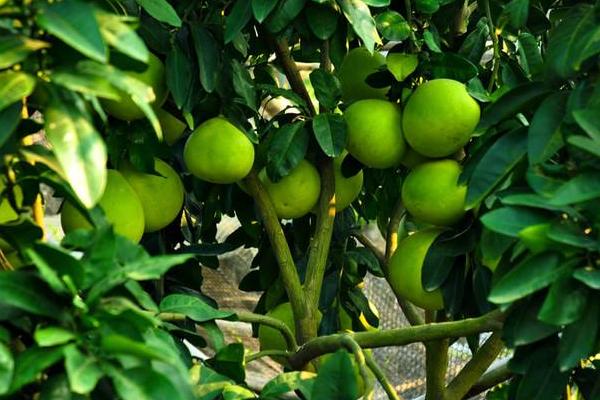 2018种柚子赚钱吗？柚子种植的利润与投资成本及前景预测