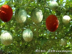 2018种瓜蒌赚钱吗?瓜蒌种植的利润与投资成本及前