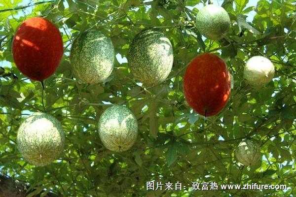 2018种瓜蒌<a href=https://www.dadasou.com/news/93887.html target=_blank class=infotextkey>赚钱</a>吗?瓜蒌<a href=https://www.dadasou.com/ny/zhongzhi/ target=_blank class=infotextkey>种植</a>的利润与投资成本及前景预测