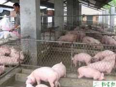 夏季养猪有哪些常见病,怎么防治