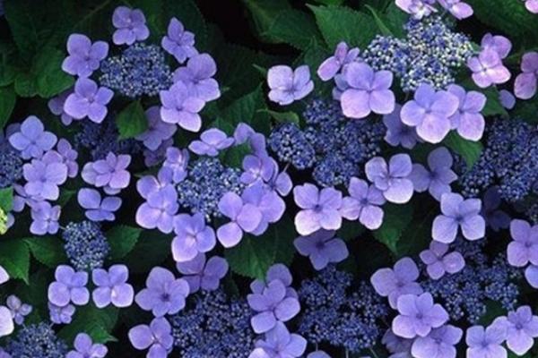 紫罗兰种子怎么种 紫罗兰用什么土养