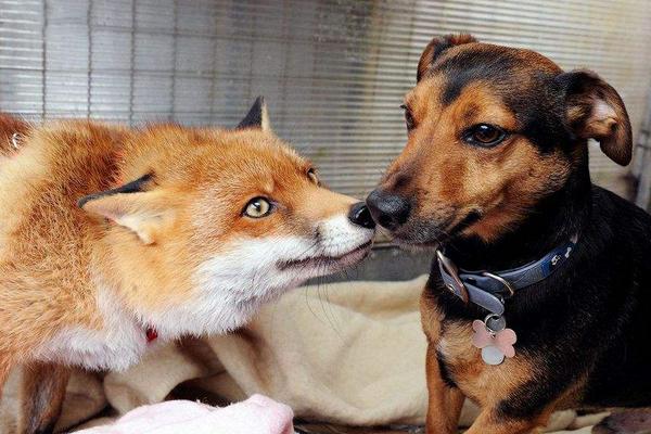 宠物狐狸市场价格多少钱一只 宠物狐狸的饲养方法