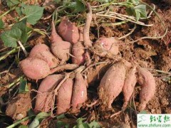 种甘薯中期管理应重施钾肥
