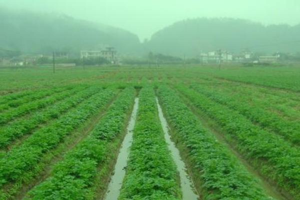 土豆种植成本及效益分析
