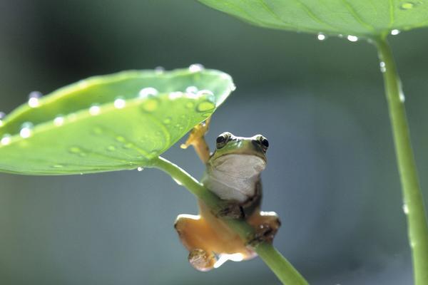 2018养青蛙赚钱吗？青蛙养殖的利润与投资成本及前景预测