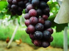 夏黑无核葡萄市场价格多少钱一斤,孕妇可以吃夏