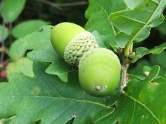 橡子种植技术,橡子果可以发芽种植吗