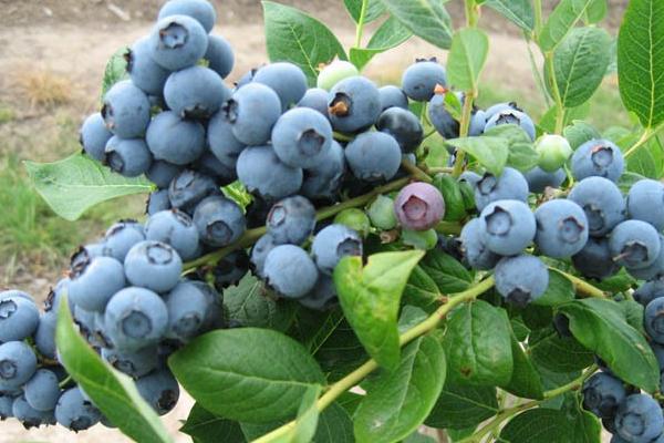 种蓝莓用什么土