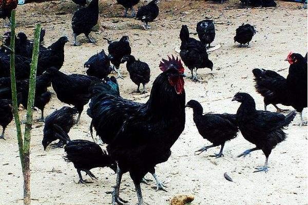 峨嵋黑鸡价格多少钱一斤