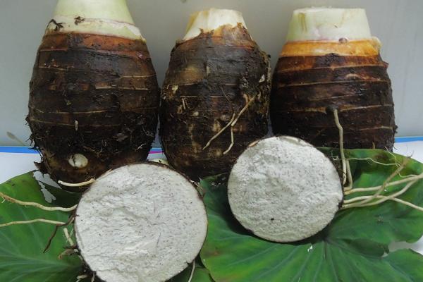 荔浦芋头的种植方法