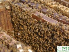 养蜂谨防蜜蜂茶花蜜中毒