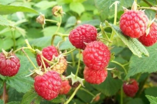 红树莓种植技术