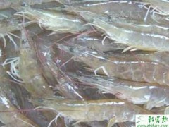 养殖南美白对虾常见异常现象及处理方法