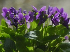家庭紫花地丁盆栽养殖方法,紫花地丁如何移栽