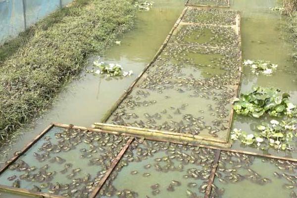 牛蛙养殖条件 牛蛙养殖有什么风险