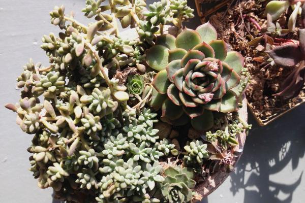 秋丽多肉植物图片大全 含老桩 秋丽落叶及叶 达达搜