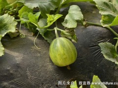 2018种香瓜赚钱吗?香瓜种植的利润与投资成本及前