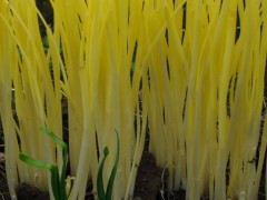 韭黄怎么种植,韭黄的种植技术