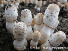 2017种鸡腿菇赚钱吗?2017种鸡腿菇前景及市场价格